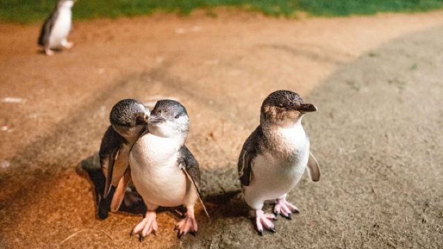 Excursion d'une journée à Phillip Island pour voir les manchots et dégustation de vin avec déjeuner inclus et transport aller-retour depuis le centre-ville