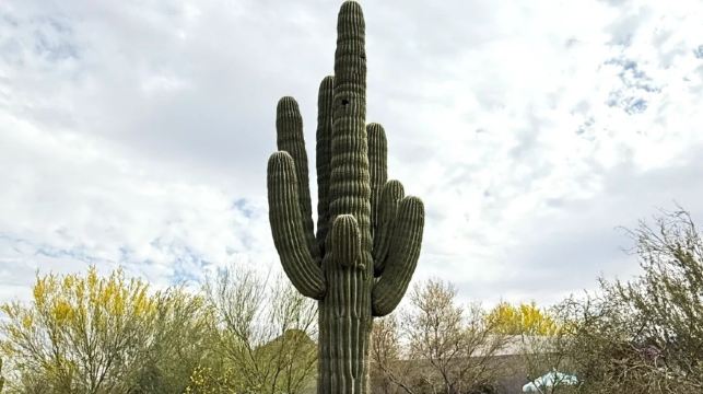 美國鳳凰城-周邊沙漠植物園等-沙漠與城市風光線-包車-精選