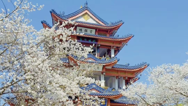 Da Shanghai: Escursione privata di un giorno a Yuantouzhu di Wuxi + Isola delle Fate del Taihu per ammirare i fiori