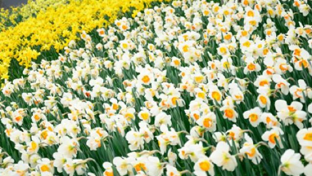 【新宿発】国営ひたち海浜公園ネモフィラ＋あしかがフラワーパーク夜間ライトアップ