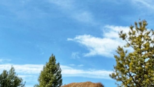 美國鹽湖城+老忠實間歇泉+牽牛花池一日遊/行程可調-可定制