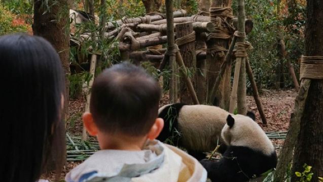 Tur 1 Hari ke Dujiangyan & Lembah Panda: Keberangkatan dari Chengdu dengan Panda & Bendungan Kuno
