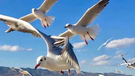 Kunming: Dianchi Lake - Yunnan Nationalities Village - Eternal Citycenter - Old Street Kunming | Chinese/English guide customized private charter