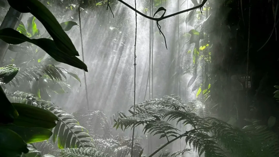 Tiket masuk Taman Botani Xiamen + perkhidmatan fotografi | Lawatan bebas