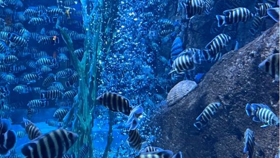 Eendaagse tour: Hailanxing Dream City + Liaoning Wetenschap en Technologie Museum + boottocht op de Hun-rivier