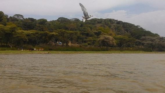 1-day private tour from Addis Ababa to the East African Rift Valley lakes for bird watching
