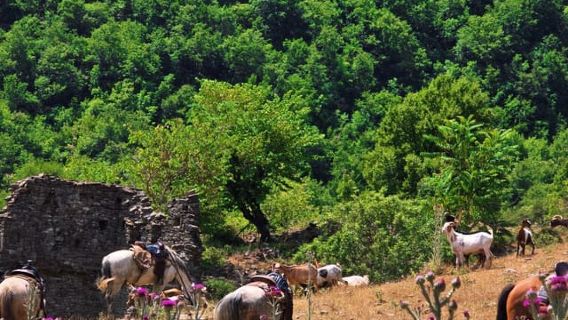 Përmet: Amazing Horse Riding Experience at Vjosa NP