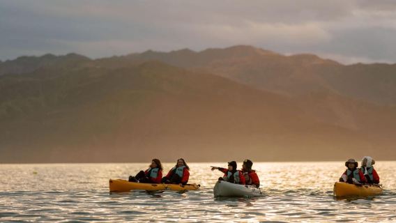 Kaikoura: Kajaktour mit Tretantrieb zur Robbenbeobachtung