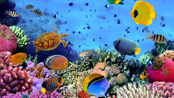 ทัวร์วันเดียว/ทัวร์หลายวัน จากภูเก็ตประเทศไทย