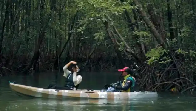 Langkawi Mangrove Tropical Rainforest|Double kayaking + mangrove forest + wildlife spotting with scenic views