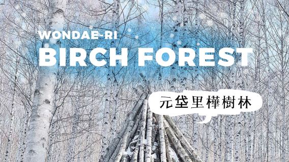 [冬季限定] 首尔出发：麟蹄郡白桦林 & 鹰岩冰壁