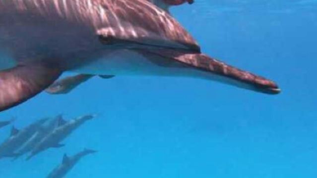 Sha'ab Samadi: Dolphin House Snorkeling with Lunch