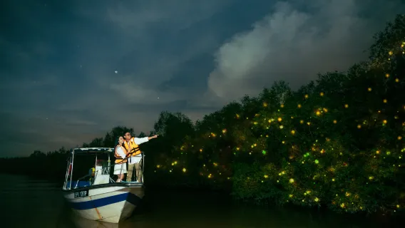 Visite nocturne Lucioles et Larmes bleues avec délices de fruits de mer