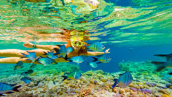 Airlie BeachTours