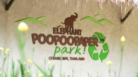 ตั๋วเข้า อุทยานกระดาษมูลช้างเชียงใหม่ (Elephant POOPOOPAPER Park Chiang Mai)