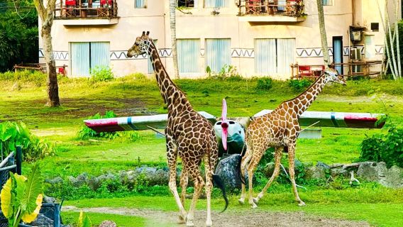 Bali 1-day tour VIP private car + Rhino Elephant Lion Jungle Adventure at Taman Safari Bali