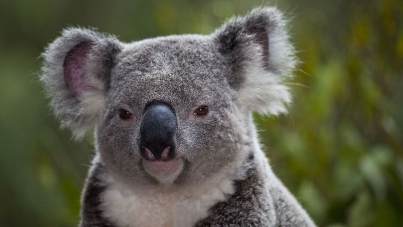 澳大利亞動物園+陽光海岸水族館+陽光海岸+南岸公園+摩天輪※