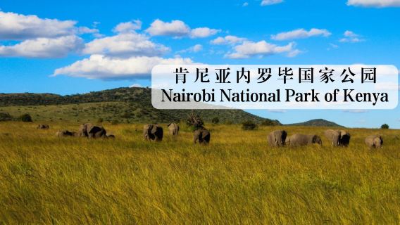 Halbtagestour durch den Nairobi-Nationalpark in Kenia / Abholung von Tür zu Tür und Ticketbuchung