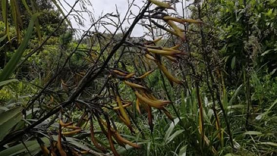 Từ Greymouth: Tour tham quan Bờ Tây trong ngày