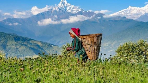 From Pokhara: Guided Tour to Visit 4 Himalayas View Point
