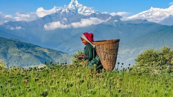 Da Pokhara: tour guidato per visitare i 4 punti panoramici dell'Himalaya