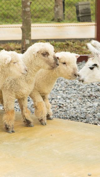 Yilan Lanyang Museum + Animal Farm + Luodong Night Market Day Trip [Departure from Taipei]