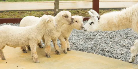 宜蘭蘭陽博物館+動物農場+羅東夜市一日遊【台北出發】
