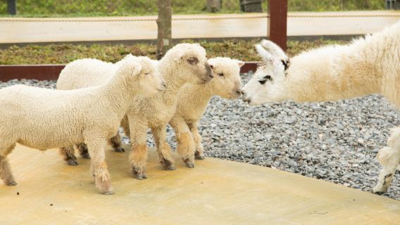 Zhang Mei Ama Farm&Lanyang Museum&Luodong Nightmarket Day Tour from Taipei