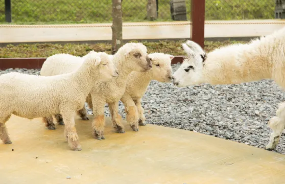 宜蘭蘭陽博物館+動物農場+羅東夜市一日遊【台北出發】