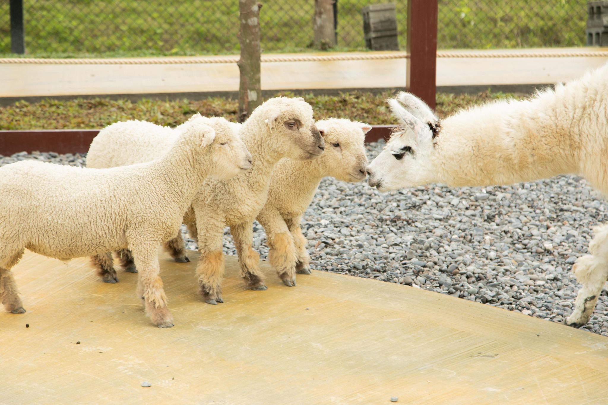 Yilan Lanyang Museum + Animal Farm + Luodong Night Market Day Trip [Departure from Taipei]