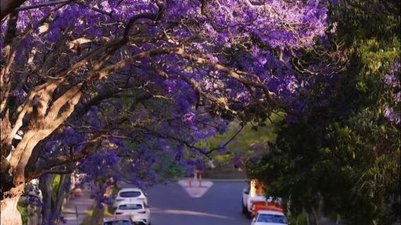 Sydney, Australia - Purple Romance in Fall - Jacaranda/Limited Fall Tour/Chinese-Speaking Guide