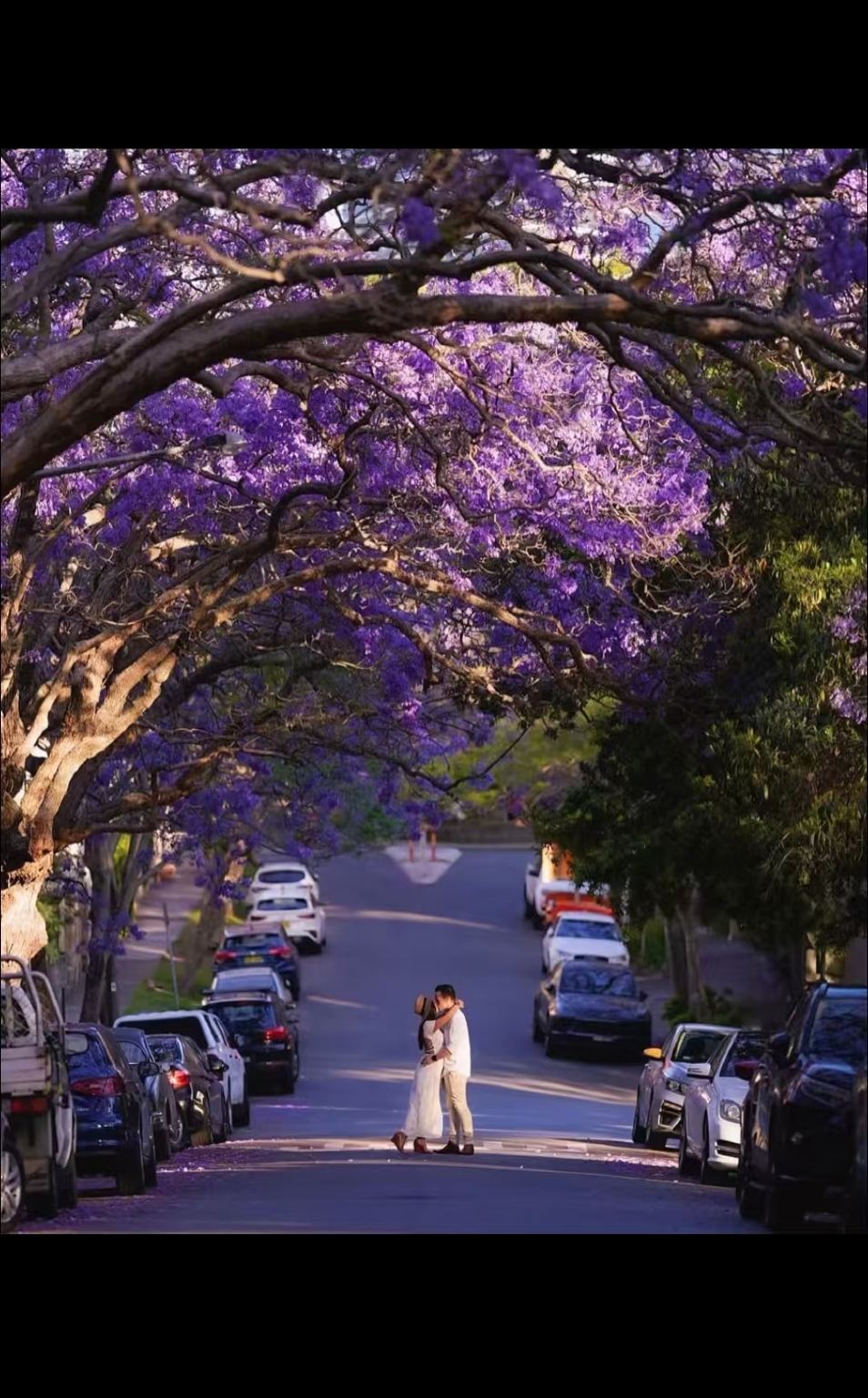 Sydney, Australia - Purple Romance in Fall - Jacaranda/Limited Fall Tour/Chinese-Speaking Guide