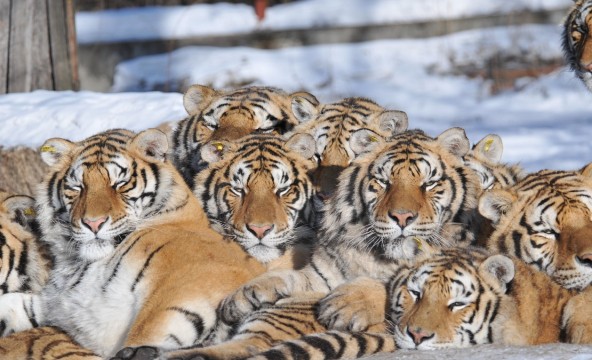 Harbin Siberia Tiger Park + Unit 731 Museum + Central Street private charter 1-day tour