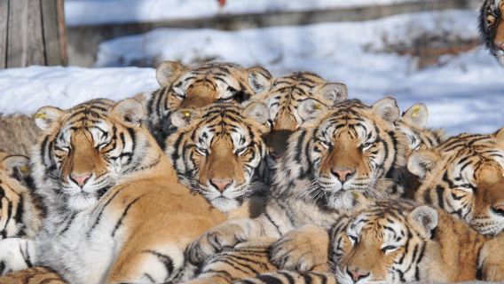哈爾濱東北虎林園+731遺址+中央大街包車一日遊