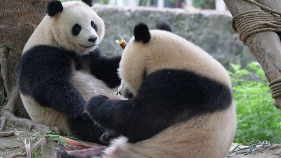 臥龍神樹坪熊貓基地+映秀一日遊2-6人團含門票【可選熊貓義工體驗】獨立出行成都三環內接駁