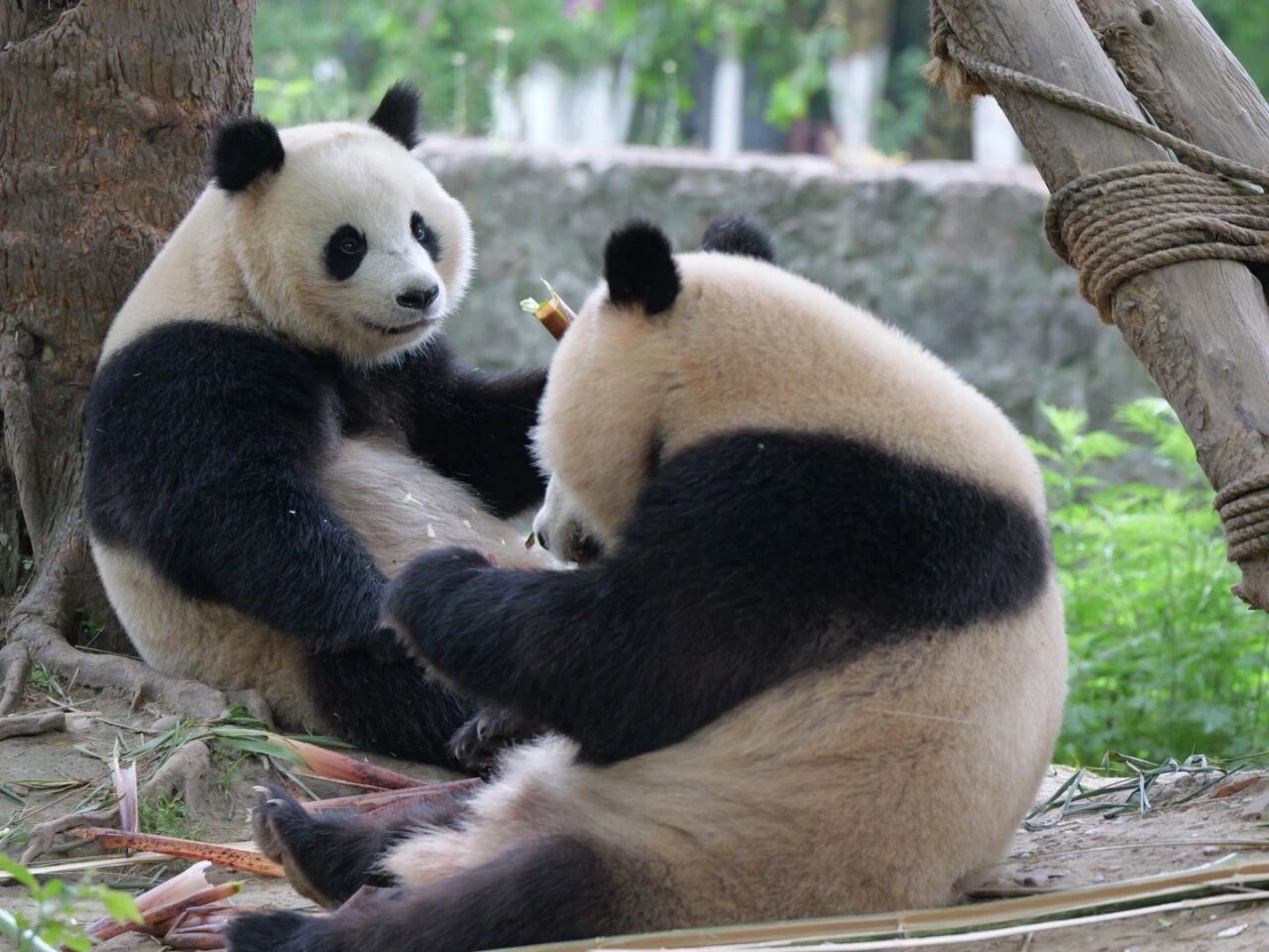 臥龍神樹坪熊貓基地+映秀一日遊2-6人團含門票【可選熊貓義工體驗】獨立出行成都三環內接駁