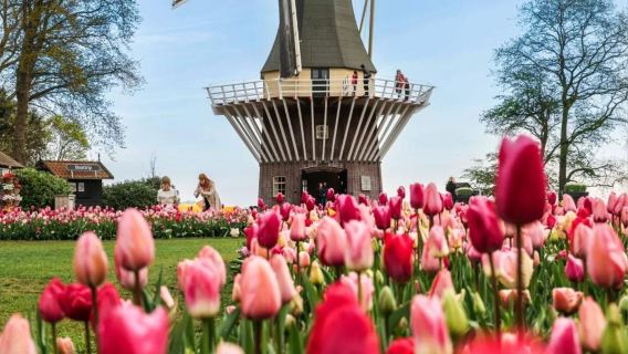 荷蘭阿姆斯特丹梵高博物館+羊角村+風車村+運河畔包車遊