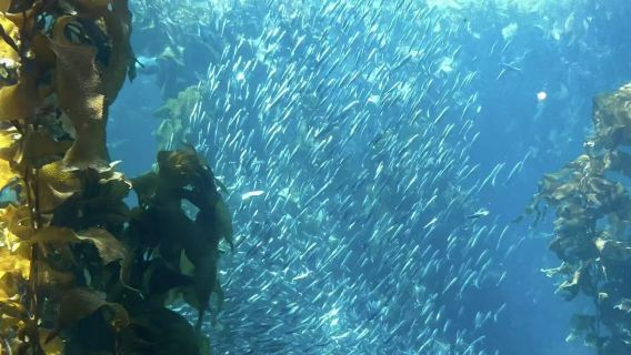 Monterey Peninsula + 17-Mile Drive + Carmel-By-The-Sea Premium Day Tour from San Francisco