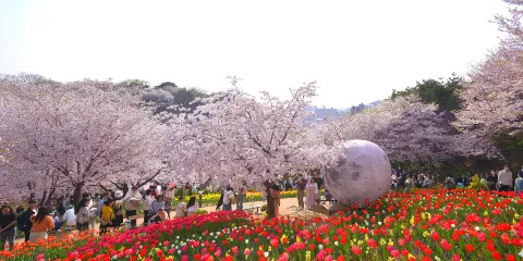 首爾出發|南怡島+羊駝牧場+瀑布咖啡+環山步道一日遊