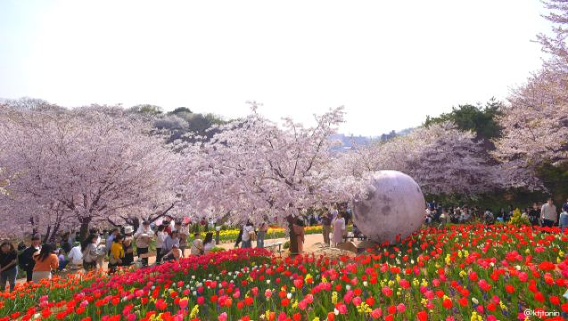 ออกเดินทางจากโซล | ทัวร์ 1 วัน เกาะนามิ + ฟาร์มอัลปากา + คาเฟ่น้ำตก + เส้นทางเดินป่า