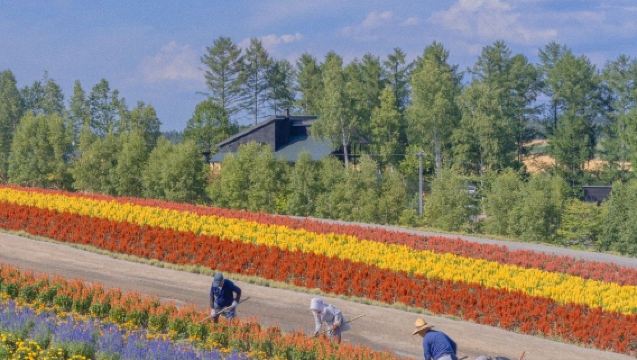 【2～9名様少人数ツアー】白金青い池＋美瑛の花畑＋ニングルテラス/ファーム富田