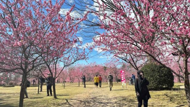 Lawatan Sehari Menikmati Bunga Sakura | Kuil Es Kawagoe · Kampung Momiji Furukawa · Tanggul Sakura Gongendo | Berlepas dari Ginza