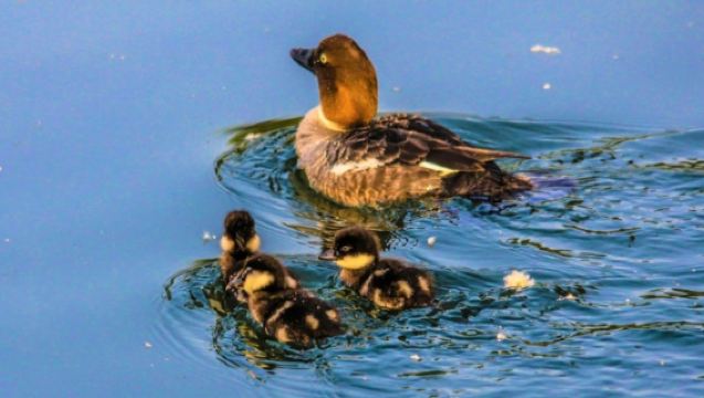 加拿大卡爾加里馬蹄峽谷+魚溪省立公園【中文司機】