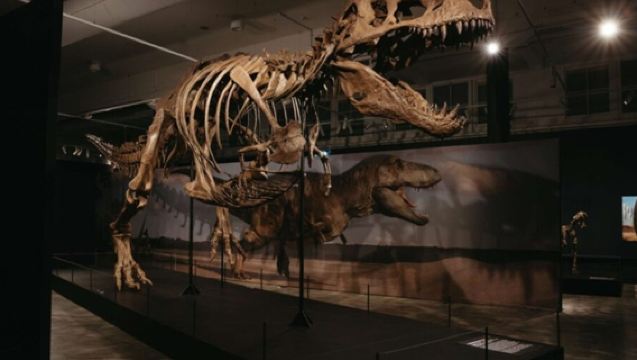 [Lee Kong Chian Natural History Museum] National University of Singapore Lee Kong Chian Natural History Museum general admission ticket