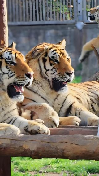 Xi'an Qinling Wildlife Park+"THE GREAT QIN" Performance 1-Day Tour[Private Car+Ticket]