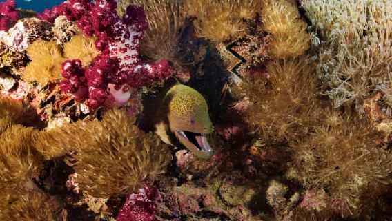 Townsville or Magnetic Island: Yongala Wreck Dive Day Trip