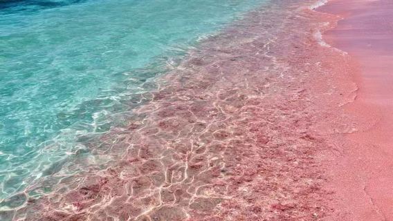 Perjalanan satu hari bermain di Pink Beach Lombok [antar-jemput dengan kendaraan pribadi/sewa kapal pribadi/termasuk makan/tur independen]