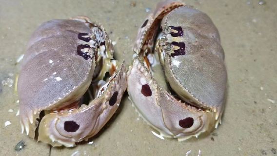 海南三亞海棠灣後海趕海體驗【提供趕海工具+專業教練帶隊指導】