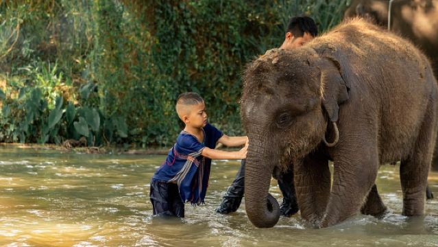 Half-day tour to Kerchorβ Elephantβ Ecoβ Parkβ at Chiang Mai