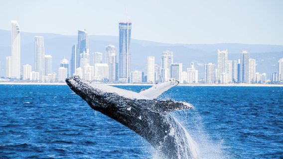 Gold CoastExperiences